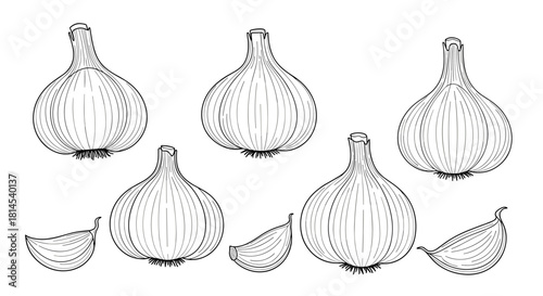Line art illustration of garlic bulbs and cloves on a white background.