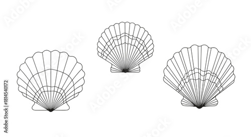 Outline illustrations of three scallop shells in different sizes and positions on a white background.