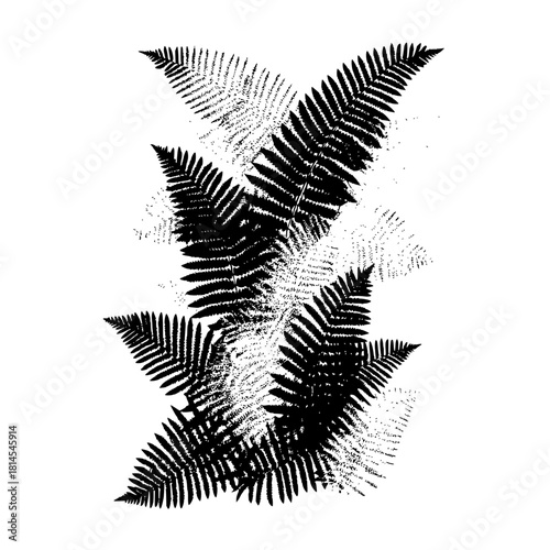 Unveiling the intricate beauty of ferns a monochrome marvel that captures nature's delicate design forever