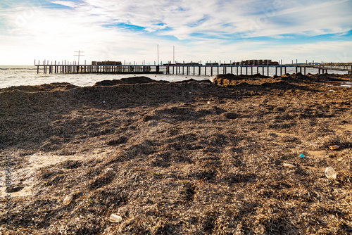 Fototapeta Naklejka Na Ścianę i Meble -  A beach densely covered with dark seaweed after a storm, illuminated by the sun with hotel decks on stilts in the background. Side, Antalya, Turkey, Mediterranean.

