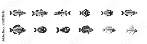 Variety of fish skeletons and detailed bone structures of fish on isolated white background