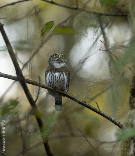Northern Pygmy owl portrait