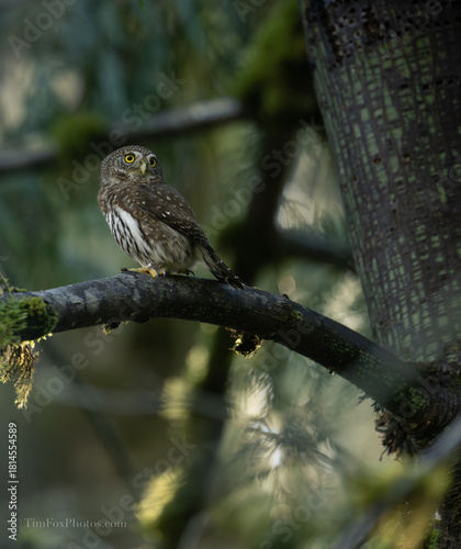 Northern Pygmy owl portrait