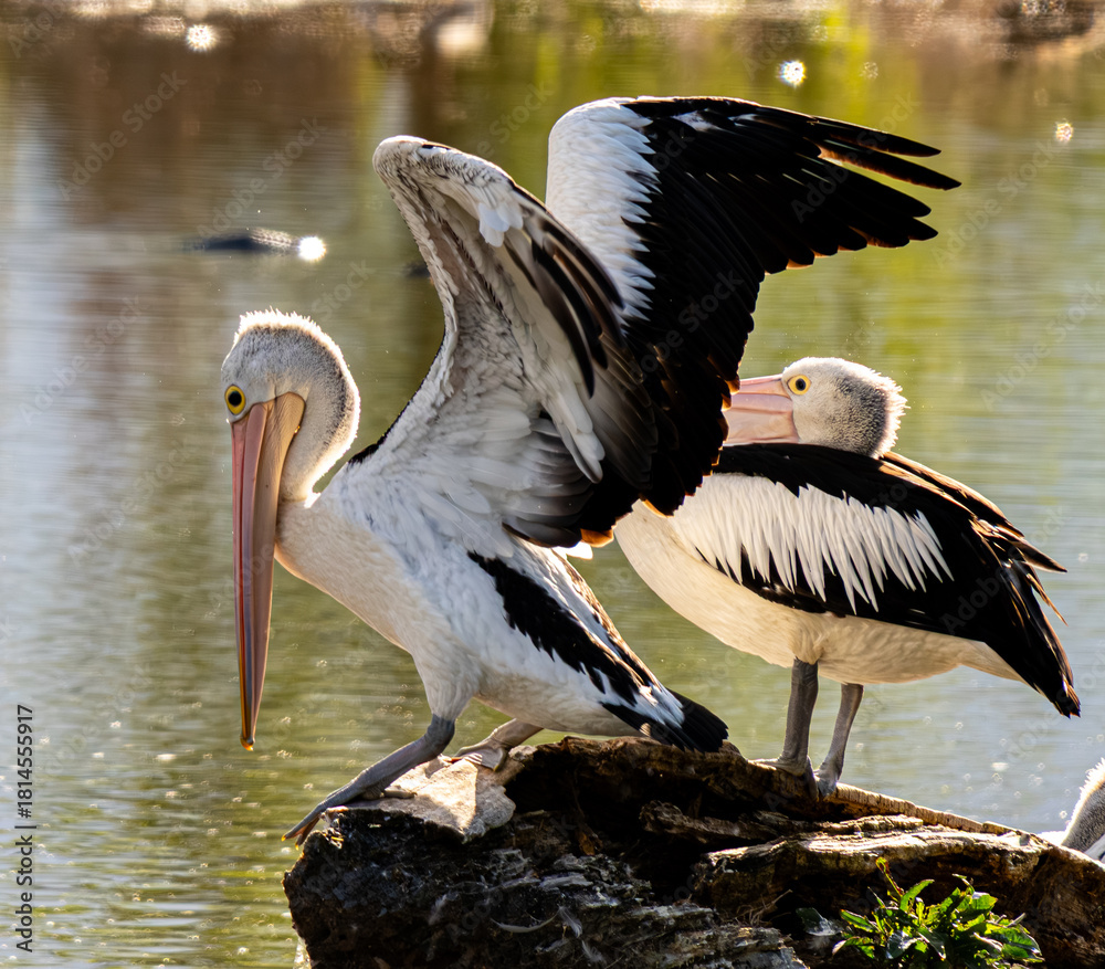 Fototapeta premium Pelicans