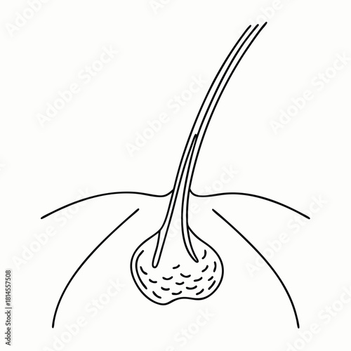Anatomical illustration of human hair follicle with sebaceous gland on white background