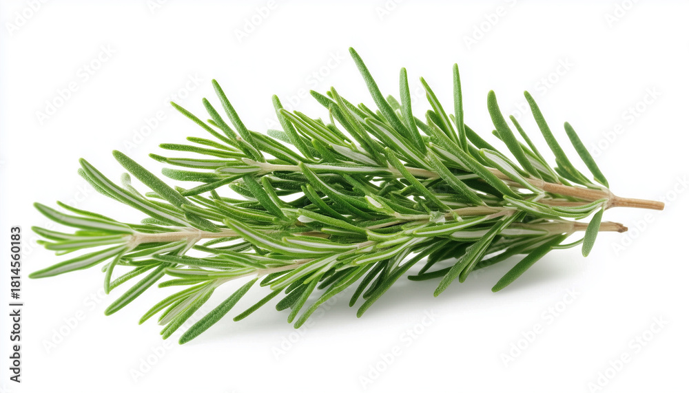Fototapeta premium Rosemary herb with green leaves isolated on white background