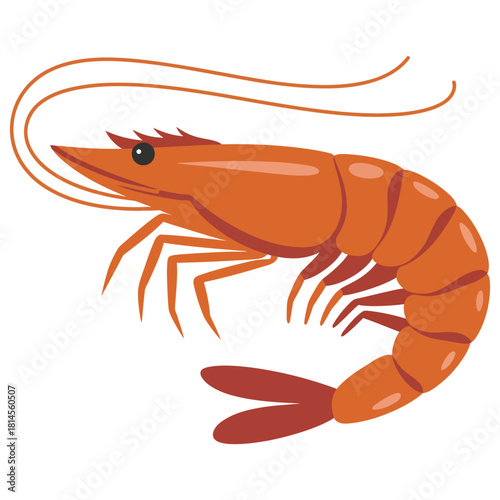 cooked shrimp on a white