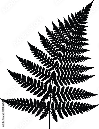Detailed black and silhouette illustration of a single fern frond, showcasing intricate pinnate leaf structure