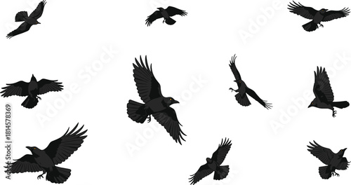 Set of black flying ravens and crows with golden eyes, detailed vector illustration, aggressive birds in various flight poses for Halloween, gothic, and nature designs.