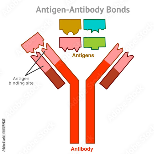 Antibody, antigen bond. Antigen binding site. Antibody structure including. Similar to a lock and key. Vector illustration	