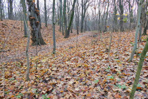 Cybina River Valley, a protected area with lush vegetation and hills, with an autumn view covered with fallen leaves