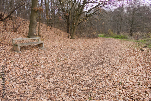Cybina River Valley, a protected area with lush vegetation and hills, with an autumn view covered with fallen leaves