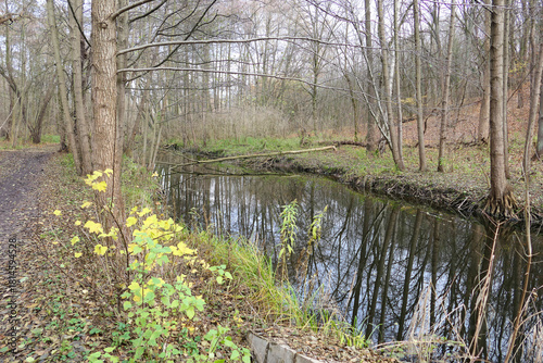 Cybina River Valley, a protected area with lush vegetation and hills, with an autumn view covered with fallen leaves