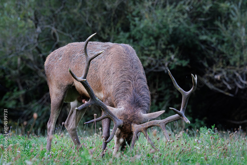 One adult deer during the rutting season.
