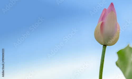 Pink water lotus flower growing in pond