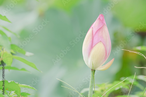 Pink water lotus flower growing in pond