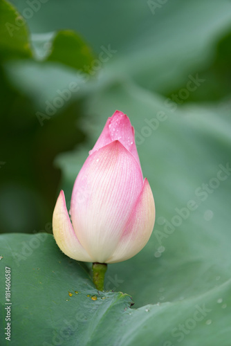 Pink water lotus flower growing in pond