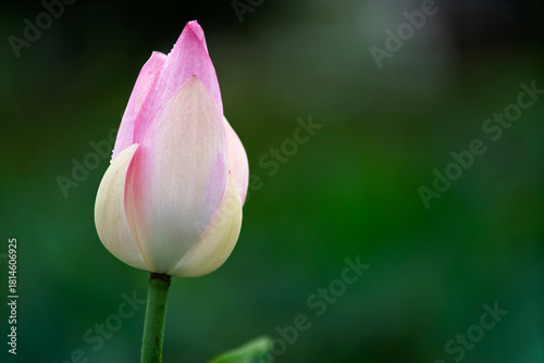 Pink water lotus flower growing in pond