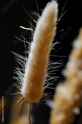 caterpillar on a leaf