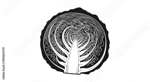 Cabbage cross section silhouette isolated on white background