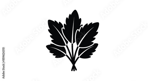 Bunch of parsley leaves silhouette isolated on white background