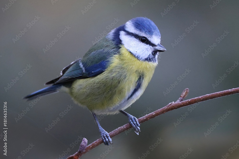 Fototapeta premium blue tit on branch