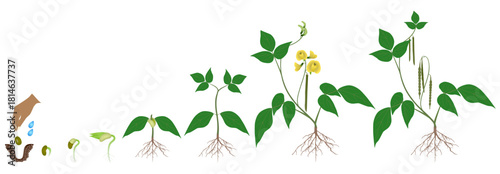Growth cycle of mung bean plant on white background..eps