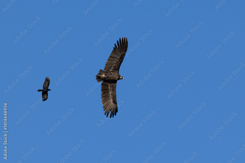 Fototapeta premium a Cinereous Vulture or Black Vulture (Aegypius monachus) and a Oriental Crow (Corvus corone, ssp orientalis) in flight high above in the blue sky, found near Ulaanbaatar in Mongolia