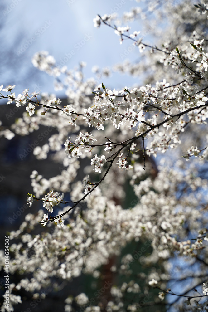 Obraz premium Kwitnące drzewo