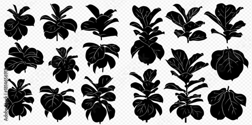 Silhouetted fiddle leaf fig plants in various sizes and shapes.