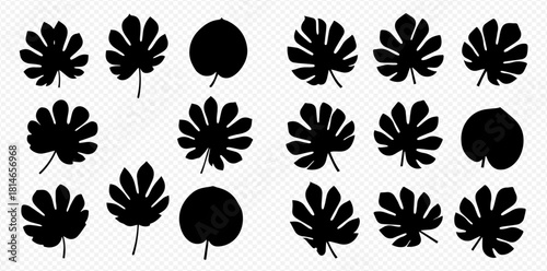Silhouetted leaves of Monstera plant, a popular houseplant, in a pattern.