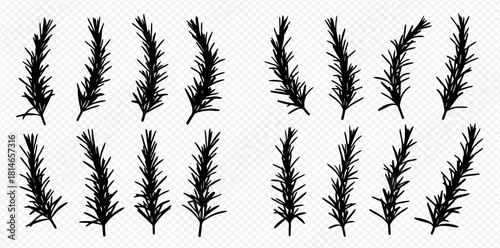 Illustration of rosemary sprigs in various shapes and sizes, arranged in two groups on a transparent background.