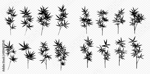 Silhouetted cannabis plants with multiple branches and leaves.