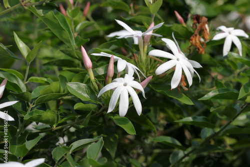 Pure white jasmine flowers bloom slowly, against a misty background