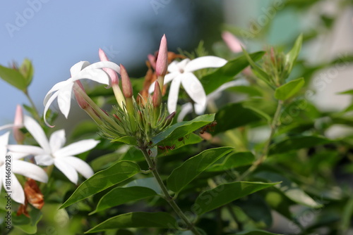 Pure white jasmine flowers bloom slowly, against a misty background