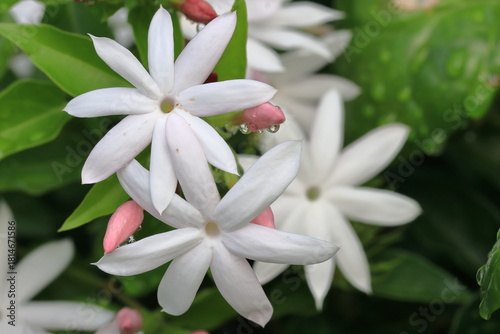Pure white jasmine flowers bloom slowly, against a misty background
