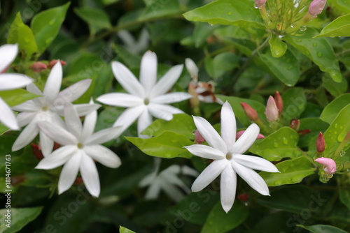 Pure white jasmine flowers bloom slowly, against a misty background