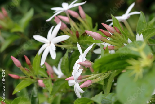 Pure white jasmine flowers bloom slowly, against a misty background
