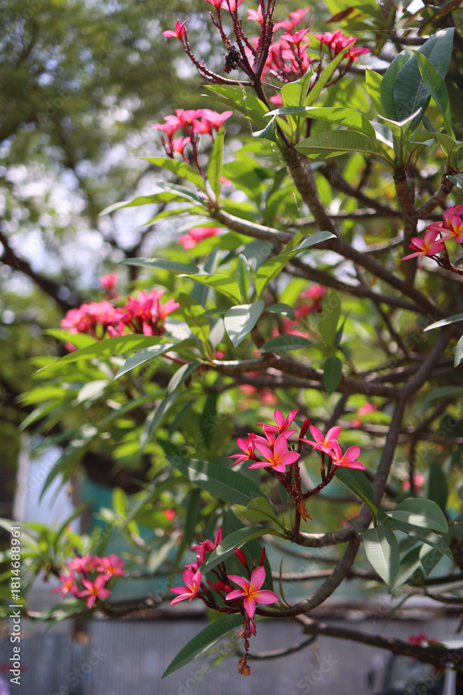 Naklejka premium Close-up of vibrant pink plumeria (frangipani) flowers in full bloom, surrounded by lush green tropical leaves. Soft natural daylight and shallow depth of field create a serene, fresh, and exotic atmo