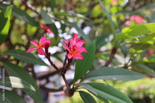 Close-up of vibrant pink plumeria (frangipani) flowers in full bloom, surrounded by lush green tropical leaves. Soft natural daylight and shallow depth of field create a serene, fresh, and exotic atmo