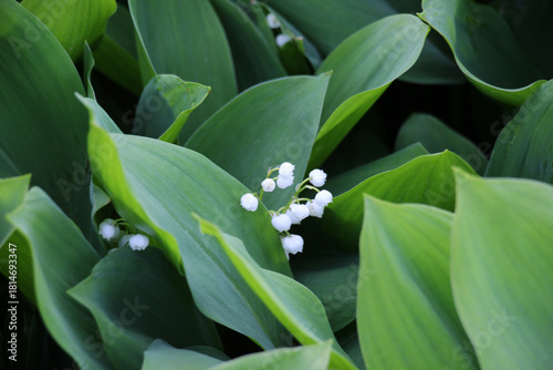 Common lily of the valley (Convallaria majalis) grows in nature