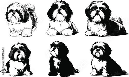 Black and white Shih Tzu dog illustrations, detailed pet artwork, sitting and lying poses, vector cartoon style, adorable small breed graphics