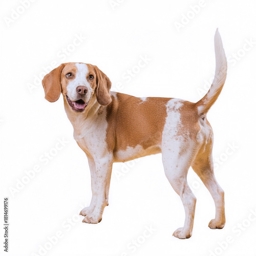 beagle dog isolated on white background. side view
