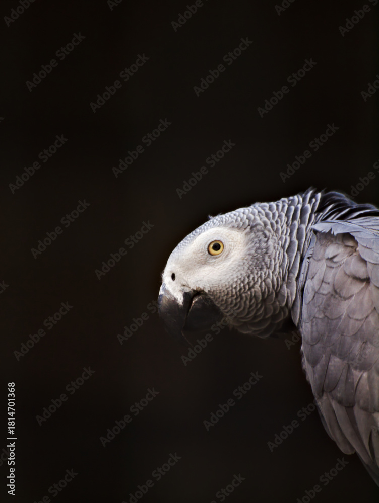 Obraz premium grey parrot