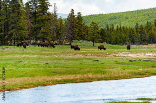 Photography Bisons in the Yellowstone National Park
