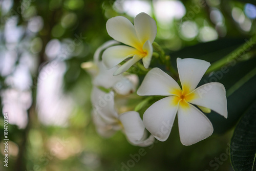 Close-up of white plumeria (frangipani) flowers with soft yellow centers, blooming in natural sunlight. Lush green background with gentle bokeh creates a tropical, serene and fresh atmosphere