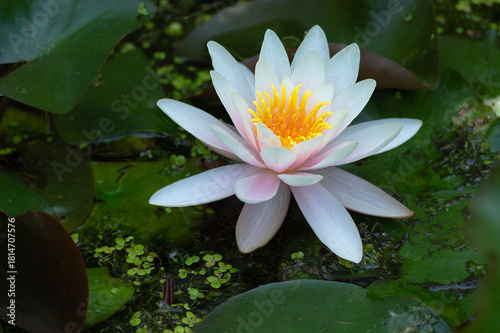 Water lily in pond