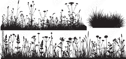 Wild Grass and Meadow Silhouettes. Plants, and Flowers. Black Silhouettes of Grass Borders, Meadow, Field, Herbs, and Weeds Isolated on a White Background. Vector Illustration