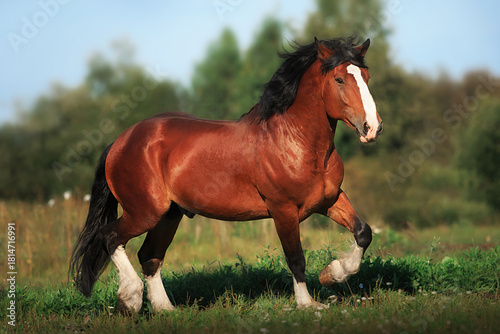 Принти на полотні Vladimir stallion Vakhtan