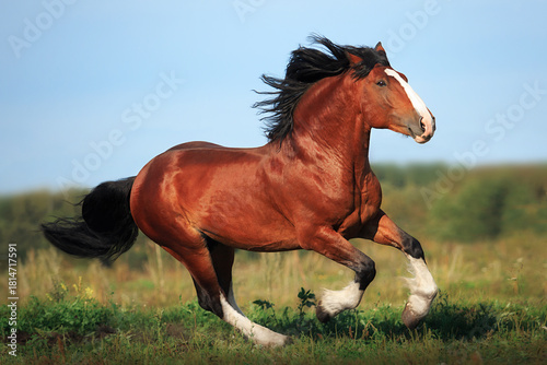 Foto Vladimir stallion Vakhtan